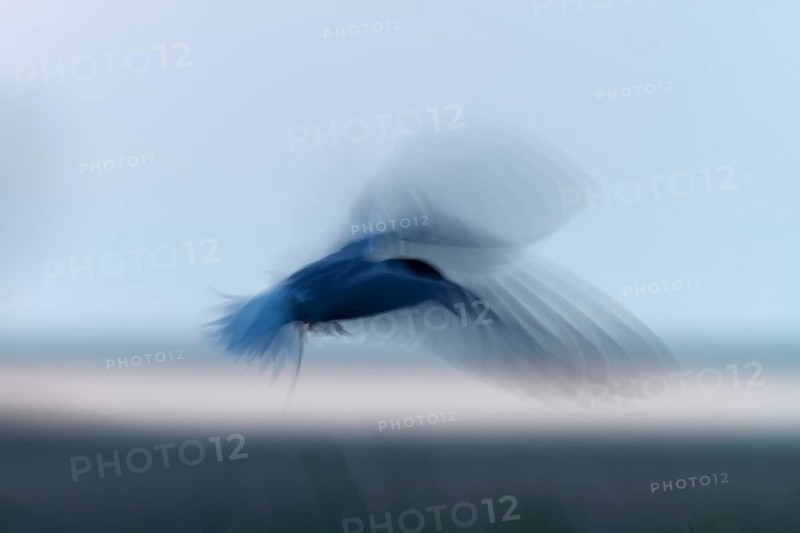 Common Tern (Sterna hirundo), flight study at sunset, in flight with motion blur of the wings, Lower Saxon Wadden Sea National Park, East Frisian Islands, Lower Saxony, Germany, Europe