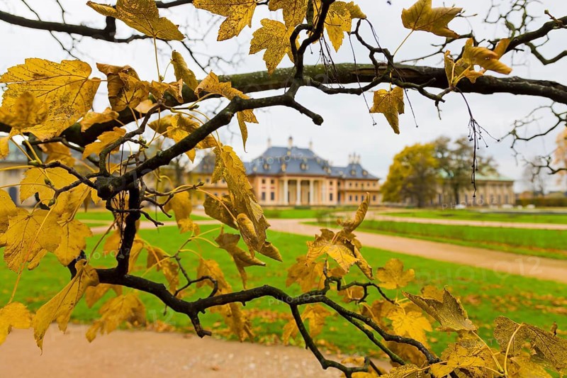 (Copyright Â©www.dresden fotografie.de) (Sylvio Dittrich +49 1772156417) Pillnitz Palace Park Pillnitz has become famous throughout the region for its palace and the accompanying park with the Pillnitz camellia. The park, which overlooks the banks of the River Elbe and is one of Dresden's tourist attractions, is surrounded by large green spaces