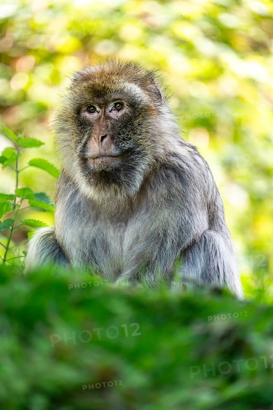 Barbary macaque (Macaca sylvanus), Occurrence in Morocco, captive, Rhineland-Palatinate, Germany, Europe
