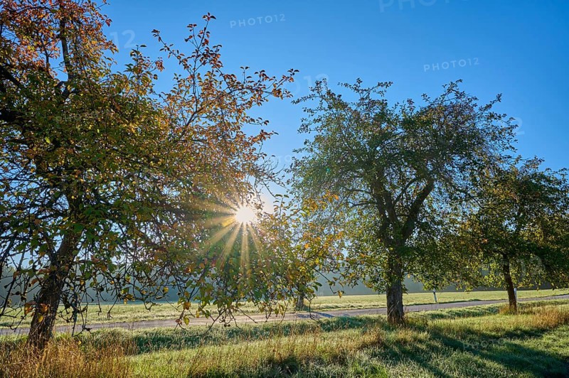 Apple tree, tree row, sky, sunrise, beeches, Odenwald, Baden-Württemberg, Germany, Europe
