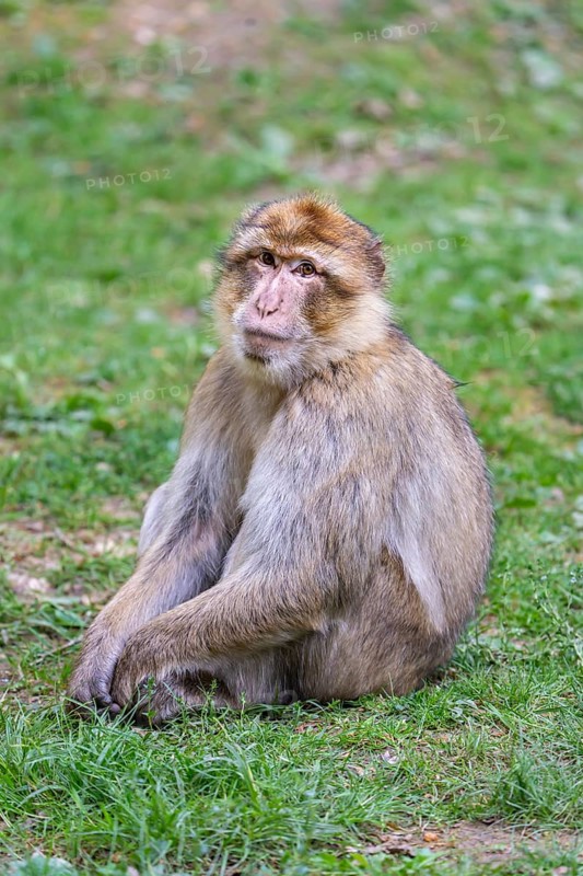 Barbary macaque (Macaca sylvanus), Occurrence in Morocco, captive, Rhineland-Palatinate, Germany, Europe