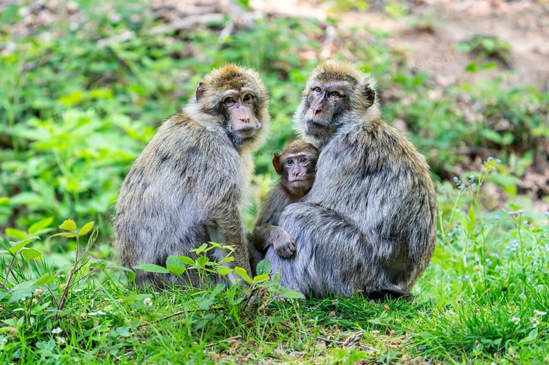 Barbary macaques (Macaca sylvanus) with young, Occurrence in Morocco, captive, Rhineland-Palatinate, Germany, Europe