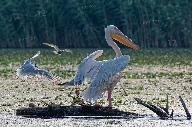 A pelican on a log in the water of Lacul Isac, a lake in the Danube Delta. UNESCO Danube Delta Biosphere Reserve. Munghiol, Tulcea, Romania, Southeast Europe, Europe