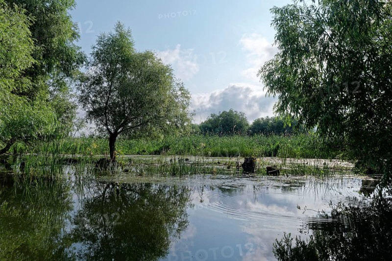 Trees grow in the water of Lacul Isaccel, a lake in the Danube Delta. UNESCO Danube Delta Biosphere Reserve. Munghiol, Tulcea, Romania, Southeast Europe, Europe
