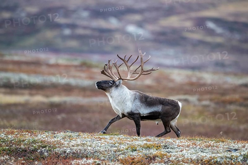 Wild mountain reindeer (Rangifer tarandus tarandus), bull in autumn tundra, Forollhogna National Park, Norway, Europe