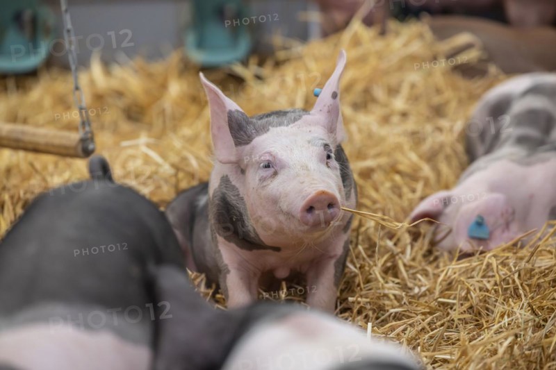 Piglets in species-appropriate husbandry, pigs in a fattening farm, Stuttgart, Baden-Württemberg, Germany, Europe