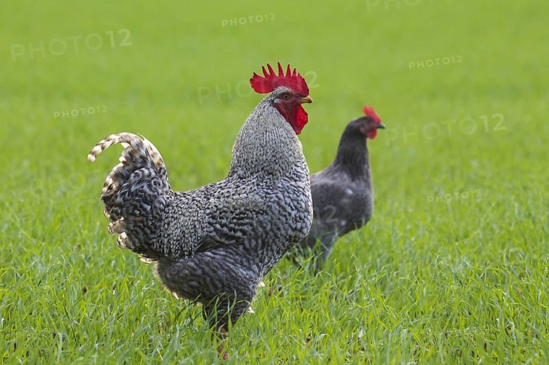 Plymouth Rock chicken, American breed of domestic chickens, free range Barred Rock cock, rooster and hen in meadow at farm