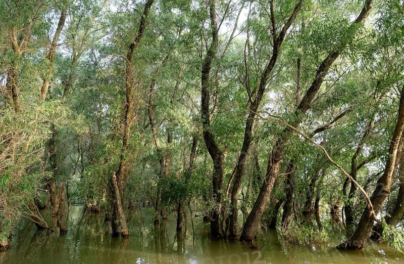 Willows grow in the water in a side arm in the Danube Delta. UNESCO Danube Delta Biosphere Reserve. Munghiol, Tulcea, Romania, Southeast Europe, Europe