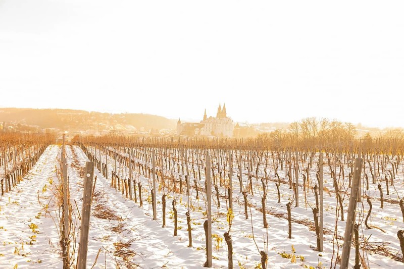 View from the Proschwitz Winery of Meissen Castle Hill with Albrechtsburg Castle, Bishop's Palace and Cathedral