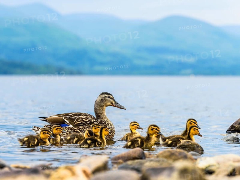 Mallard Duck (Anas platyrhynchos), Female with nestlings, Loch Lomond, Scotland, United Kingdom, Europe