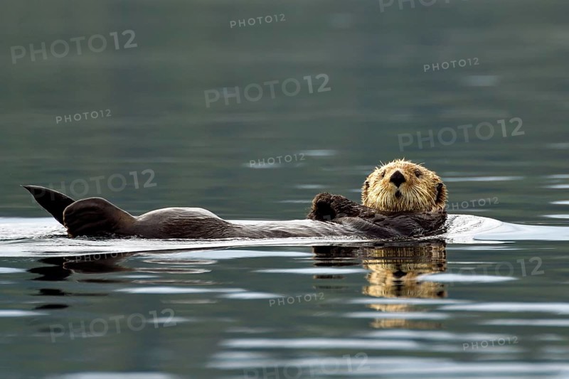 A sea otter (Enhydra lutris) floating on its back on the water surface, Prince William Sound, Alaska, USA, North America