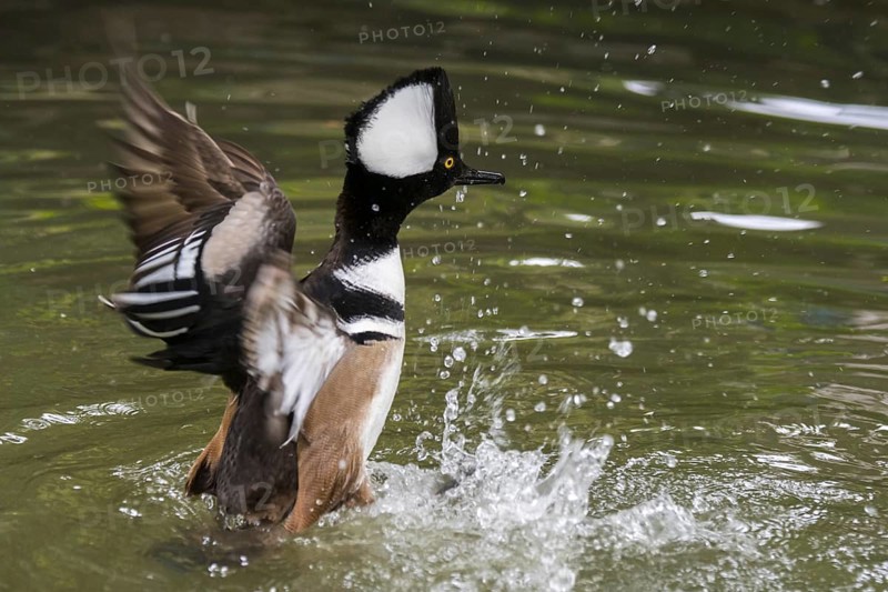 Hooded merganser (Lophodytes cucullatus) adult male in breeding plumage flapping wings in lake, native to the United States and Southern Canada