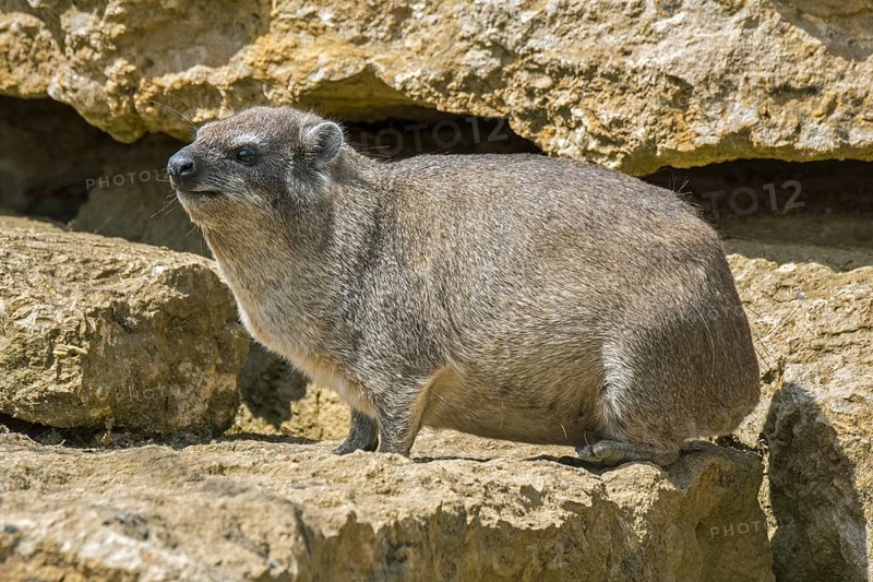 Rock hyrax, dassie, Cape hyrax, rock rabbit (Procavia capensis) on rock ledge, native to Africa and the Middle East