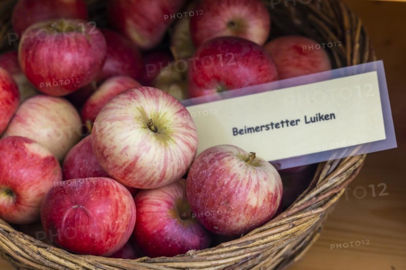 Old apple variety Beimerstetter Luiken, species protection and preservation of old plant varieties, Baden-Württemberg, Germany, Europe