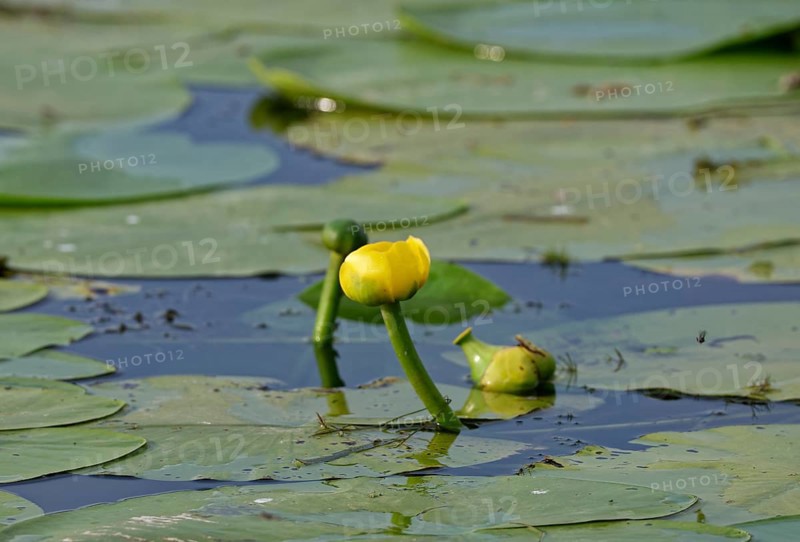 Yellow pond roses on the water of Lacul Isaccel, a lake in the Danube Delta. UNESCO Danube Delta Biosphere Reserve. Munghiol, Tulcea, Romania, Southeast Europe, Europe