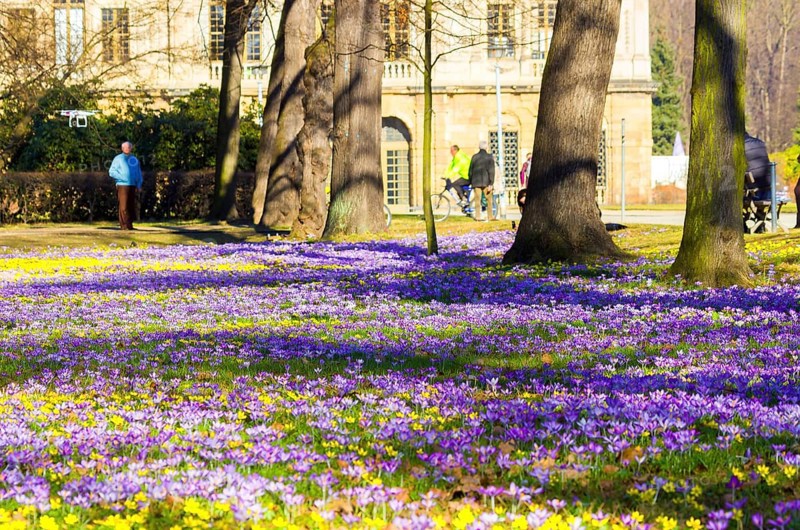 Spring bloomers in the Great Garden