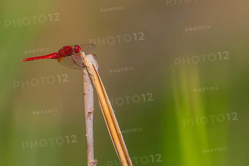 Close-up, scarlet dragonfly (Crocothemis erythraea), male, Neustadt am Rübenberge, Germany, Europe