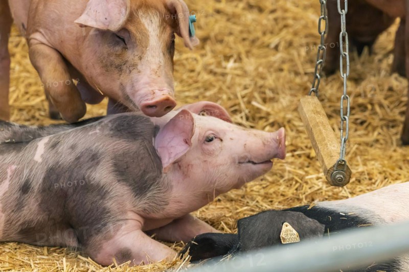 Piglets in species-appropriate husbandry, pigs in a fattening farm, Stuttgart, Baden-Württemberg, Germany, Europe