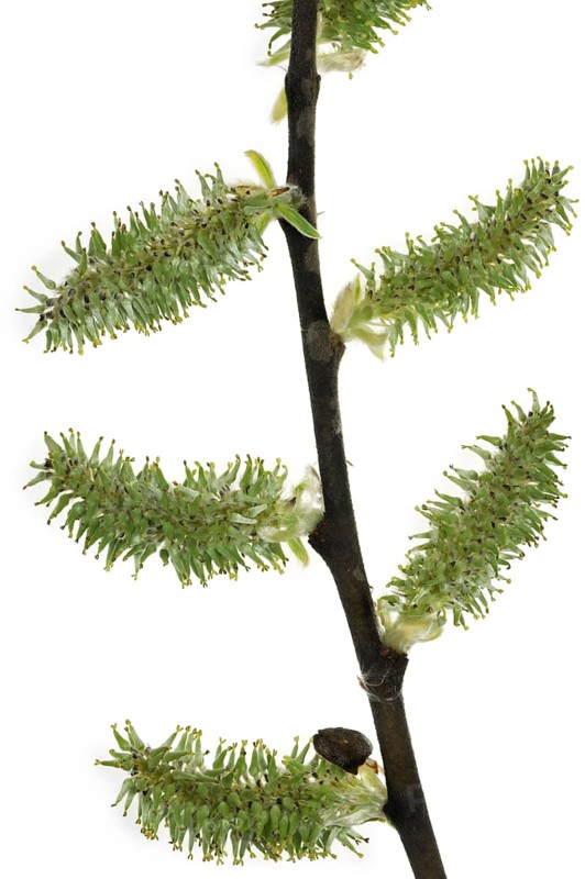 Goat willow, Pussy willow (Salix caprea), Great sallow female catkins, Belgium, Europe