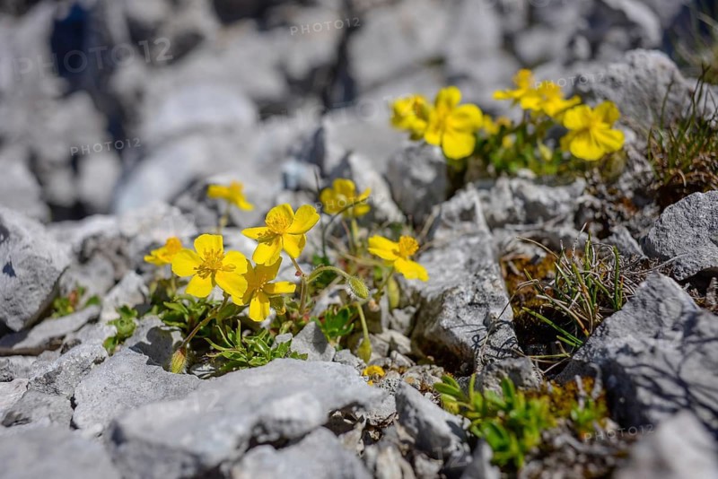 Close-up of a yellow flowering buttercup (Ranunculus) on calcareous soils in the summit area of the Wilder Kaiser, Tyrol, Austria, Europe
