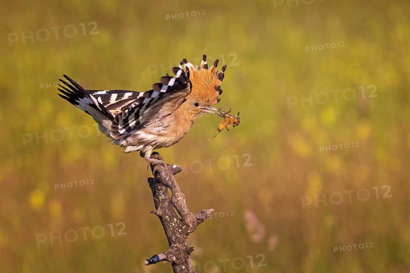 Hoopoe (Upupa epops) with food for the young birds, with mole cricket as prey, flowering meadow, adult bird, Bird of the Year 2022, erected bonnet, Central Elbe Biosphere Reserve, Saxony-Anhalt, Germany, Europe
