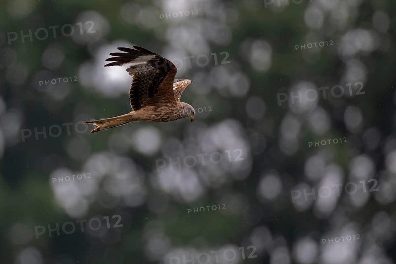 Red Kite (Milvus milvus), flying over a freshly sown maize field in search of prey, Lausitz, Saxony, Germany, Europe