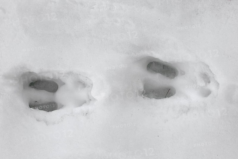 Chamois (Rupicapra rupicapra) close up of footprints in the snow in winter