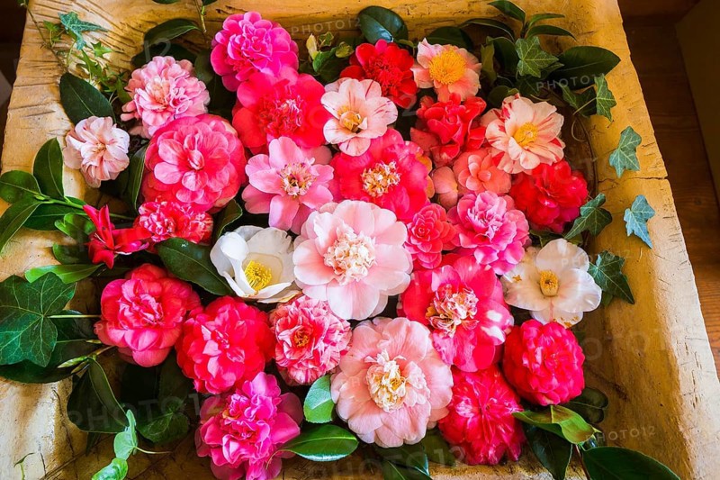 Zuschendorf Country Castle Camellia Show