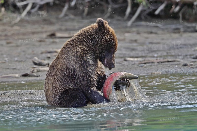 Young brown bear (Ursus arctos) sitting on the shore playing with a salmon, Lake Clarke National Park, Alaska, USA, North America