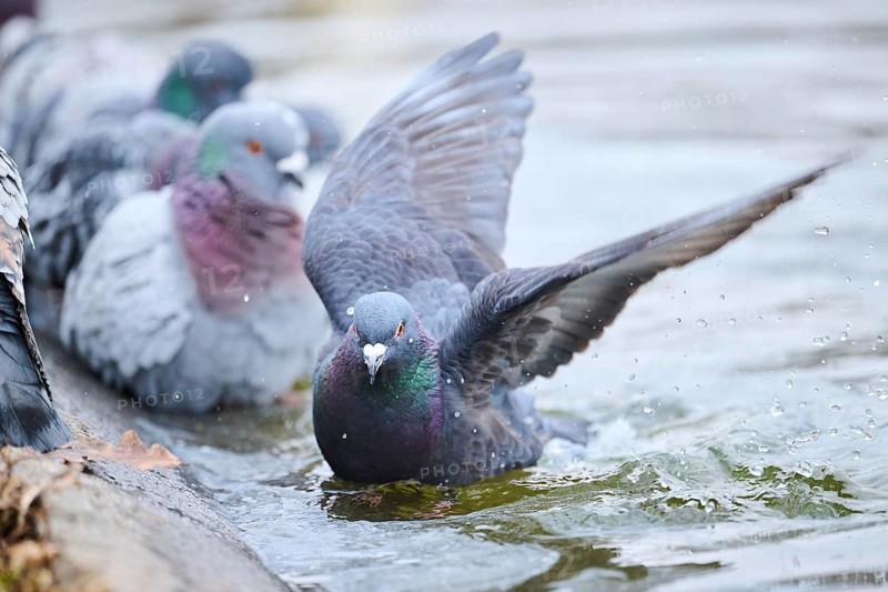 Feral pigeons (Columba livia domestica) taking a bath in the water at the shore of a little pont, Bavaria, Germany Europe