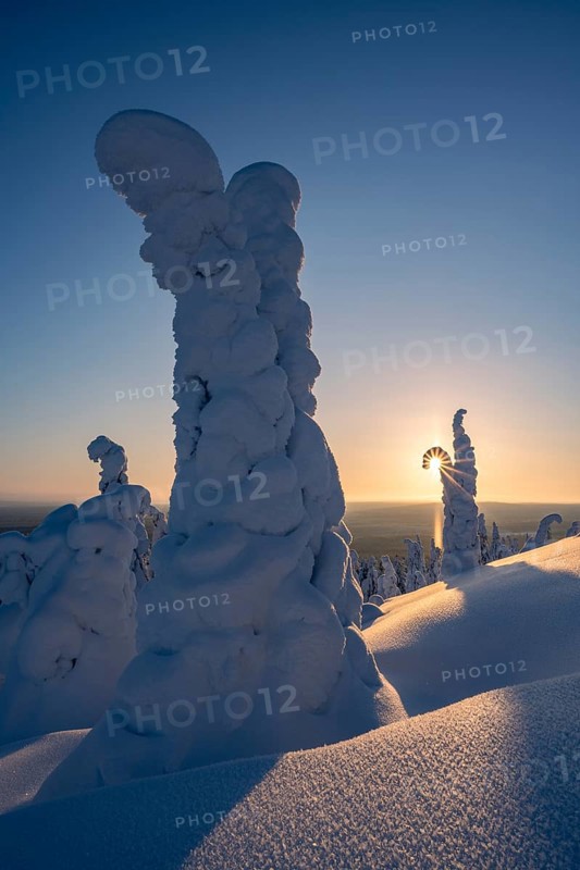 Snowed-in trees, winter landscape, Riisitunturi National Park, Posio, Lapland, Finland, Europe