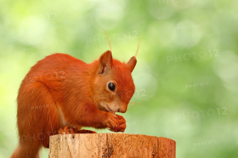 Eurasian red squirrel (Sciurus vulgaris), sitting on a tree stump and eating hazelnut, Wildlife, North Rhine-Westphalia, Germany, Europe