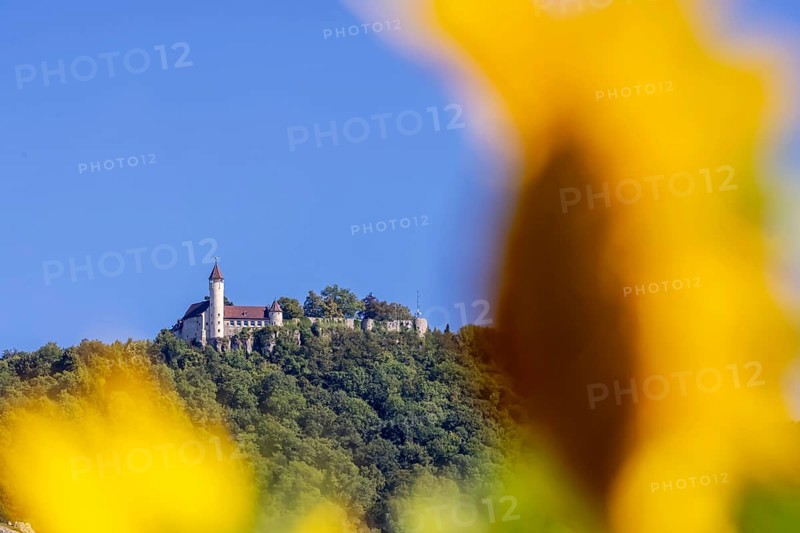 Teck Castle, Swabian Alb, sunflowers (Helianthus annuus), Owen, Baden-Württemberg, Germany, Europe