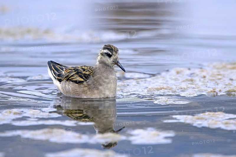 Red phalarope, young grey phalarope (Phalaropus fulicarius) juvenile swimming in pond in summer, Svalbard, Spitsbergen, Norway, Europe