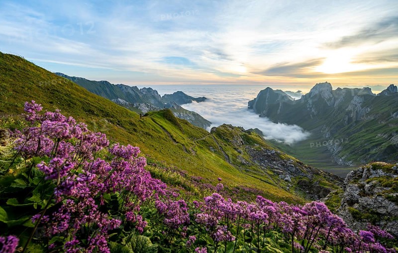 Purple flowers on a mountain meadow, view over Säntis mountains into the valley of Meglisalp at sunrise, Rotsteinpass, high fog in the valley, Säntis, Appenzell Ausserrhoden, Appenzell Alps, Switzerland, Europe
