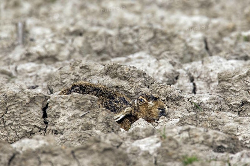 European Brown Hare (Lepus europaeus) lying hidden and camouflaged in ploughed field with ears flat