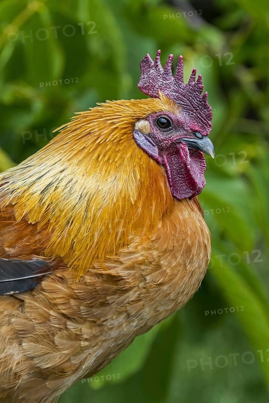 Close-up of cock, rooster, free range chicken at petting zoo, children's farm