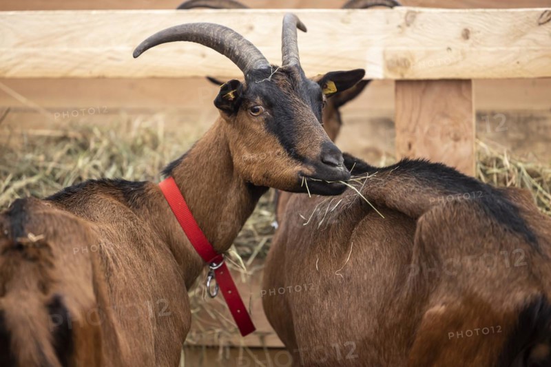 Keeping goats in a stable, Bunte Deutsche Edelziege, Stuttgart, Baden-Württemberg, Germany, Europe