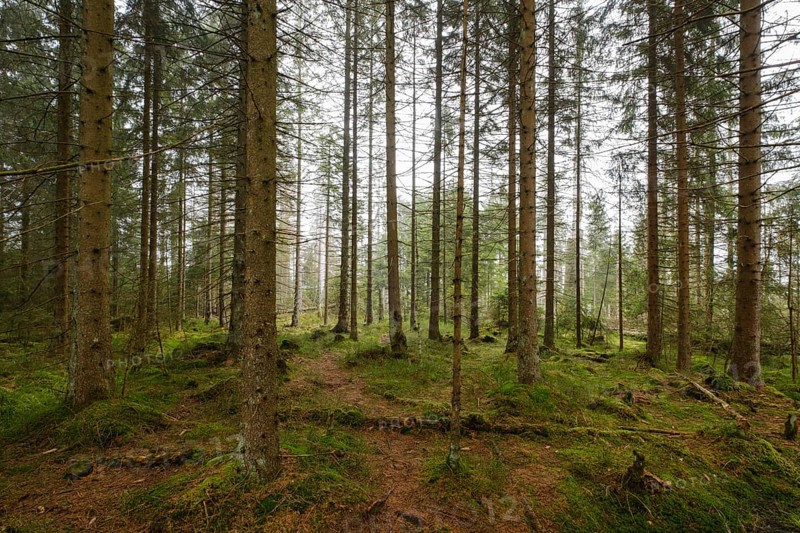 Forest at the Oderteich, Nebel, Harz National Park, Lower Saxony, Germany, Europe