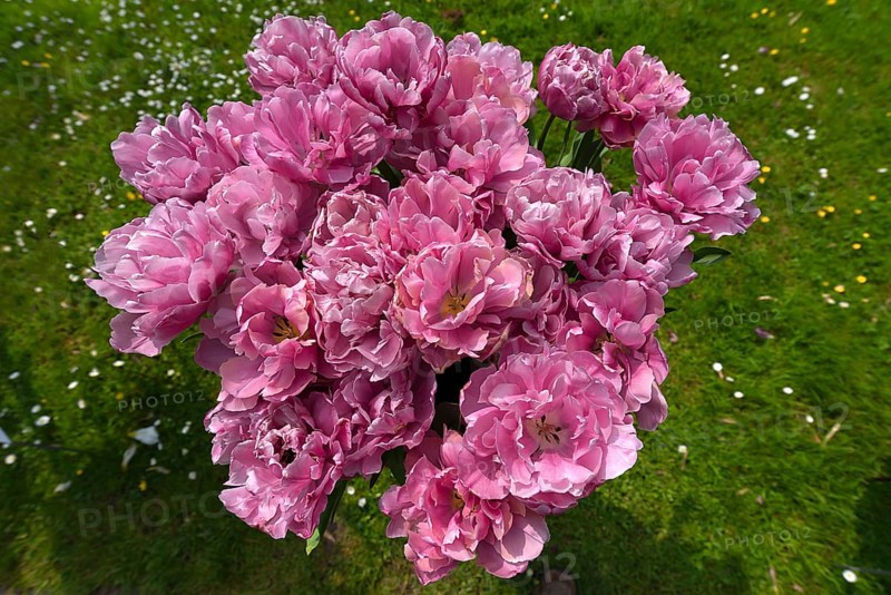 Tulip flowers (Tulipa) in a city park, Lahr, Baden-Württemberg, Germany, Europe