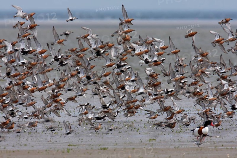Red knot (Calidris canutus), mixed resting troop in the mudflats with lapwing plover (Pluvialis squatarola) and dunlin (Calidris alpina) in flight, Lower Saxon Wadden Sea National Park, East Frisian Islands, Lower Saxony, Germany, Europe