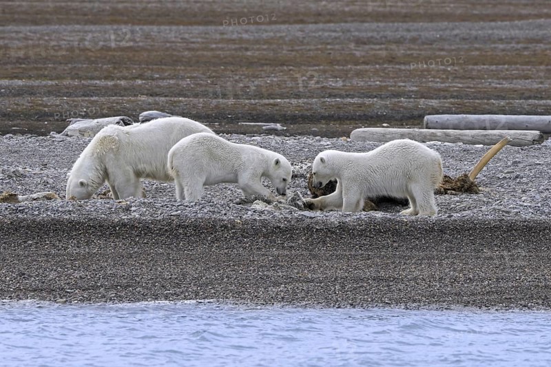 Scavenging polar bears (Ursus maritimus) mother with two cubs feeding on carcass of stranded dead whale along the Svalbard coast, Spitsbergen, Norway, Europe