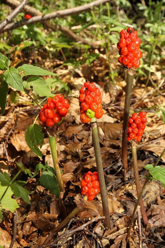 Common arum (Arum maculatum) ripe fruits, Allgäu, Bavaria, Germany, Europe