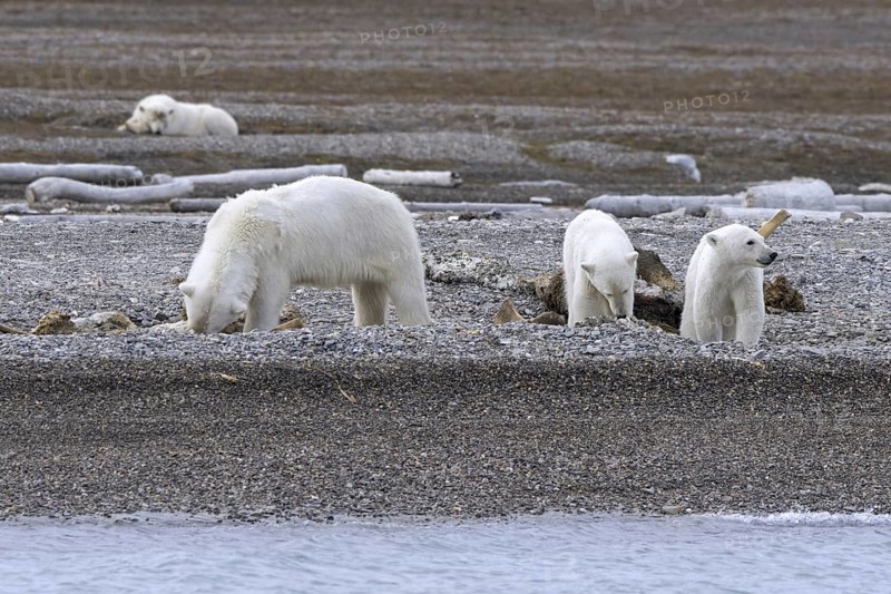 Scavenging polar bear (Ursus maritimus) mother with three cubs feeding on carcass of dead stranded whale along the Svalbard coast, Spitsbergen, Norway, Europe