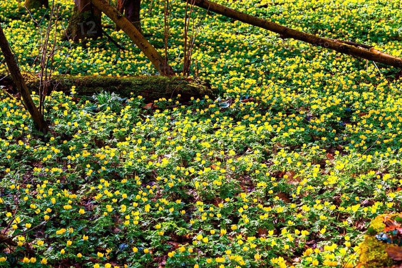 L. Winter aconites (Eranthis hyemalis) in the Polenz Valley