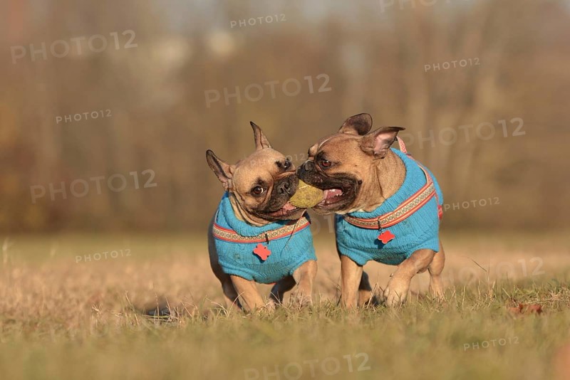 Action shot of two French Bulldog dogs wearing matching blue sweaters running towards camera while holding ball toy together in mouth