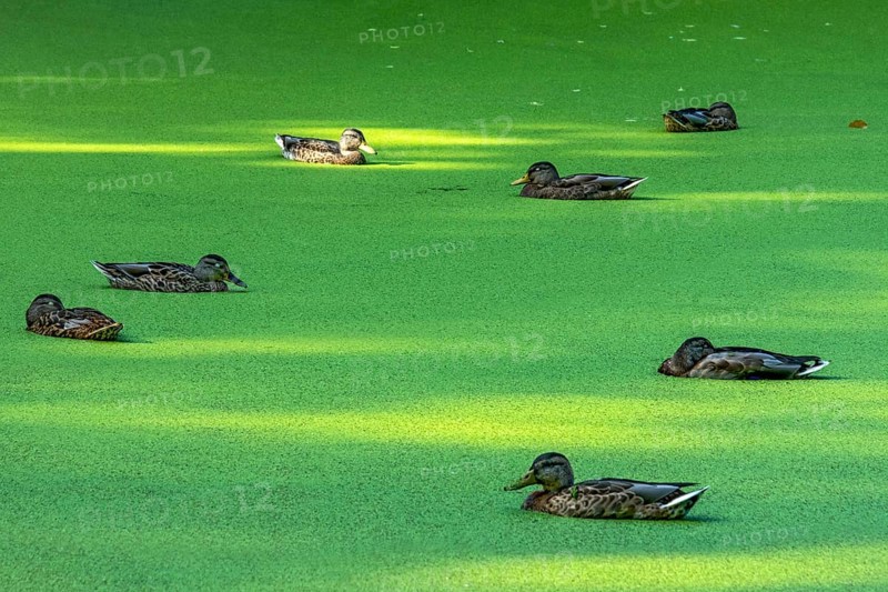 Mallards (Anas platyrhynchos) females swimming on pond with duckweeds (Lemna), duckweed, sleeping with closed eyes, Meisebach Park, Bad Hersfeld, Kassel, Hesse, Germany, Europe