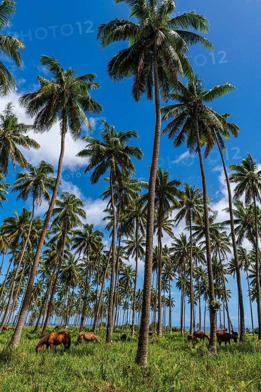 Cows and horses grazing in a Palm grove on the south coast of Taveuni, Fiji, South Pacific, Oceania