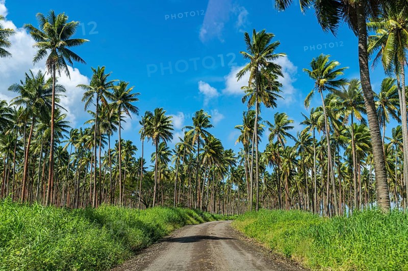 Palm grove on the south coast of Taveuni, Fiji, South Pacific, Oceania