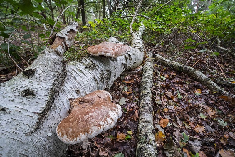 Birch polypore (Piptoporus betulinus) birch bracket, razor strop, bracket fungus on fallen birch tree trunk in autumn forest